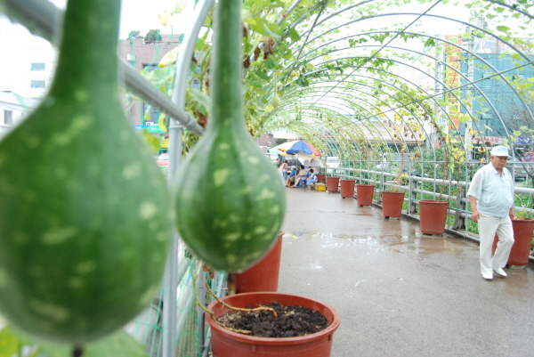 30도를 훌쩍 넘는 무더위가 기승을 부리는 가운데 홍성전통시장 일원에 조성된 조롱박 터널에 조롱박이 탐스럽게 영글었다. 조롱박 터널은 오는 9월 9일 개최되는 2010 홍성내포축제에서 '조롱박 등(燈)공예 전시'와 함께 축제를 찾는 장터관광객들에게 볼거리를 제공하는 동시에 그늘공간을 만들어 '조롱박 쉼터 공간'으로도 활용될 예정이다.
내포축제팀에서는 그동안 조롱박 터널을 조성하기 위해 조롱박을 식재한 후 무더운 날씨에도 밤낮으로 정성스레 돌봐왔다. 정성스런 손길에 하루가 다르게 커가는 싱그러운 조롱박들을 볼 때면 추억과 정겨움이 절로 배어난다. 하지만 몇일 전 탐스럽게 영근 조롱박이 자고나면 하나둘씩 없어지고 깨진 채 바닥에 뒹굴고 있는 모습에 축제팀에서는 막막함에 가슴이 답답할 정도다.
내 집 물건을 소중하게 여기듯 조롱박 터널에 군민들의 보다 많은 관심과 성숙된 시민의식으로 조롱박 터널을 아름답게 가꿔 2010 홍성내포축제에서 쉼터 역할을 톡톡히 해낼 수 있게 되길 바래본다.