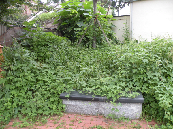 조양문에서 홍성경찰서 방향으로 문화로가 매일시장을 가르고 있다. 무인주차단속카메라가 설치된 지점부터 홍성경찰서 방행의 문화로 거리의 자전거 도로 겸 인도가 지역주민들의 누살을 찌푸리게 만들고 있었다. 바로 주민들이 통행하는 인도에 이름모를 잡초들이 군데군데 보기 싫게 자라나고 있기 때문. 이뿐만 아니라 문화로 인도에 설치된 대리석 벤치는 자세히 보지 않느면 의자가 있는지도 모를 정도로 풀에 덮여있다.