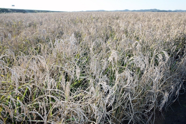 안희정 충남지사는 지난달 28일 서산시를 방문 지난 9월 태풍 곤파스로 피해를 입은 서산 AB지구 백수피해 현장을 둘려보며 농민들의 하소연을 듣고 긴 한숨을 내 쉬었다. 

황금들녘으로 넘실거려야 할 들판이 회색으로 변한 광경을 지켜봤던 도지사의 얼굴은 주체할 수 없는 안타까움으로 눈물을 참으려는 듯 어금니를 꽉 물었지만 어느새 눈시울이 적셔져 있었다.