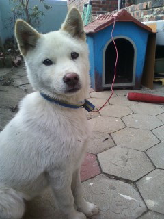 김다희 씨는 지난 12일 기르던 강아지를 잃어버렸다. 어릴 때부터 배변을 가릴 정도로 똑똑했던 장군이는 5개월 된 수컷 진돗개이다. 장군이는 50cm의 키에 분홍색 코, 누런색 귀 그리고 바짝 솟아오른 꼬리를 가지고 있다. 

가출 당시 파란색 바탕에 노란 줄무늬가 섞인 목줄을 매고 있었다고 한다. 다희씨가 이토록 장군이를 애타게 찾는 데는 이유가 있다. 생후 3개월 때 치사율 90% 이상인 파보바이러스(장염)에 걸린 장군이를 다희 씨가 정성껏 치료해 완치시켰기 때문이다. 한 가족처럼 오랫동안 지낼 줄 알았던 장군이를 잃어버려 다희씨는 가슴이 아프다고 말한다. 퇴근 후 새벽 1시까지 장군이를 찾기 위해 홍성초등학교, 보건소 근처 주택가, 그랜드 마트, 남상공원 등지를 샅샅이 뒤져봤지만 아직까지 장군이를 찾지 못했다. 다희 씨는 