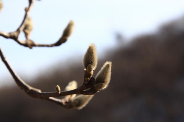 곧 봄이다. 꽃샘추위에 화들짝 놀라 주춤한 꽃망울들...꽃샘추위에도 그 세찬 바람 속에서도 꽃망울은 자꾸 부풀어 오르고 있다. 곧 필줄 알았던 몇몇 삶들의 모습이 안쓰러워 손을 내밀어 봤지만, 아직은 변화가 없다. 사람이란 스스로 깨우쳐야지, 누가 깨우쳐 주기란 어려운 법. 위대한 자연의 섭리 앞에 우리 인간은 한없이 작은 존재인 것을 미처 깨닫지 못하며 산다. 오는 6일은 경칩이다. 경칩이 지나면 대동강물이 풀린다고 하여 완연한 봄을 느끼게 된다. 초목의 싹이 돋아나고 동면하던 벌레들도 땅속에서 나온다고 믿는다. 이날 농촌에서는 산이나 논의 물이 고인 곳을 찾아다니며, 몸이 건강해지기를 바라며 개구리 알을 건져다 먹는다고 한다.