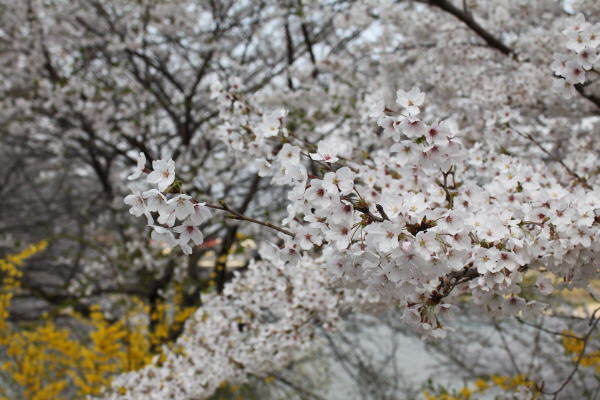 △ 사진제공 : 전용식(홍성문화원 사무국장)