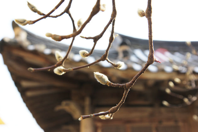 눈이 비로 바뀌면서 얼었던 땅이 녹고, 따뜻한 봄비가 내리기 시작하는 절기상 우수인 지난 18일 군청 안회당 앞 목련나무의 꽃망울이 수줍게 얼굴을 내밀며 다가온 봄을 알리고 있다. 우수는 봄에 들어선다는 입춘과 동면하던 개구리가 놀라서 깬다는 경칩 사이에 있는 절기이다.