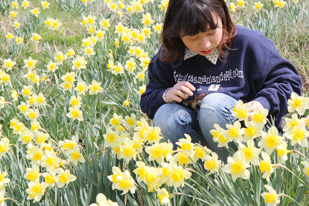 구항면 거북이마을이 그야말로 '꽃대궐'이다. 개나리, 산수유, 홍매화를 비롯해 이름 모를 야생화 무리까지 연초록의 들판이 싱그럽게 물들었다. 장충각 인근의 인공연못 주변으로는 노란 수선화가 물결을 이룬다. 거북이마을의 한 주민은 