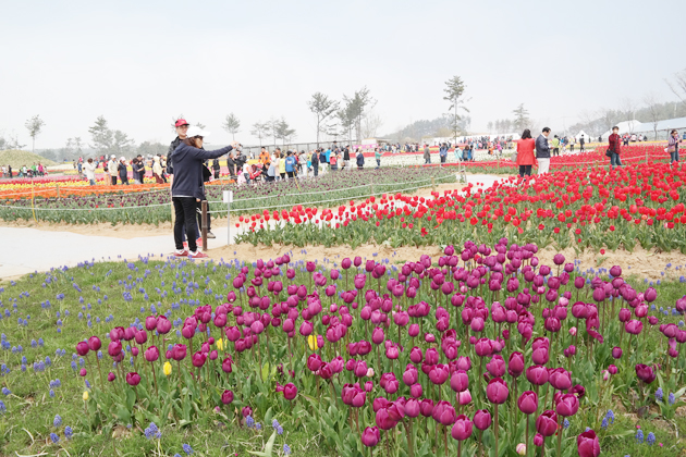 오는 12일까지 태안군 남면 신온리 일대 축제장에서 열리고 있는 태안튤립축제가 지난 5일 관람객 20만명을 돌파하는 등 성황을 이루고 있다. 	사진=태안군꽃축제위원회 제공