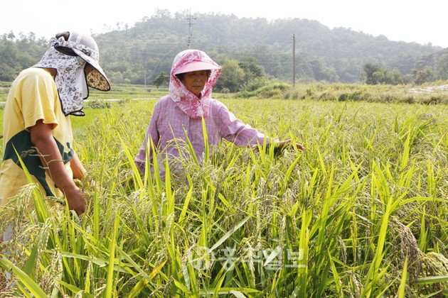 본격적인 가을을 알리는 처서를 4일 앞둔 지난 19일 금마면 들녘에서 아낙네들이 벼이삭이 패기 시작한 논을 살피며 풍년농사를 기원하고 있다.