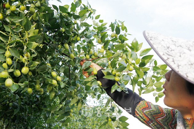 본격적인 가을로 접어들며 아침, 저녁으로 선선한 기운이 감도는 가운데 추석을 앞두고 들녘에는 햇과일을 수확하는 손길로 분주하다. 사진은 홍동면 지장리 한 농원에서 알 굵은 대추열매들을 살펴보고 있는 농장주의 모습.