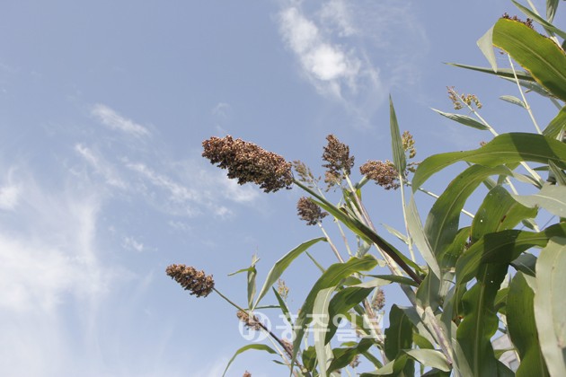 청명한 날씨가 연일 지속되며 가을이 깊어가고 있는 요즘, 들녘엔 알알이 오곡백과가 여물며 농부들에게 여느 때보다 풍성한 수확의 기쁨을 내어주고 있다. 사진은 빨갛게 익어 고개 숙인 수수가 파란 하늘과 대비를 이루고 있는 모습.