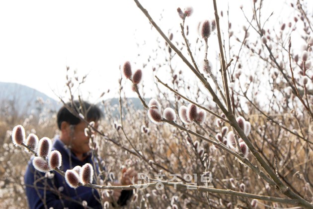 눈이 녹아서 비가 된다는 절기인 우수를 맞은 지난 19일 서부면 광리 일원에는 따스한 봄햇살을 받으며 뽀얗게 물이 오른 버들강아지가 고개를 내밀어 지나가는 행인들을 반기고 있다. 김혜동 기자