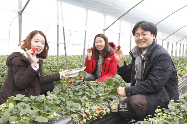 삼성전자 수원본사 직원 30여명이 지난 26일 하나투어 연계 농촌체험여행 일환으로 홍성군 금마면 임영택 씨 농장과 봉암장수마을을 방문해 딸기 따기, 전통 떡․두부 만들기 등의 체험을 하며 즐거운 시간을 보냈다. 사진은 참가자들이 딸기 따기 체험을 하고 있는 모습. 김혜동 기자