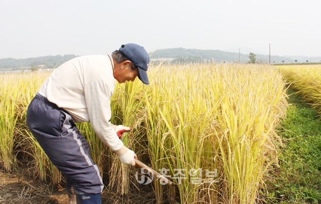 지난 16일 결성면 금곡리에 거주하는 신준해(69) 씨가 수확철을 맞아 낫으로 벼를 베고 있다. 신 씨는 “한 해 동안 고생한 만큼 벼가 잘 자라줬다”면서도 “쌀값이 갈수록 떨어져 풍년의 기쁨보다 걱정이 앞선다”며 깊은 한숨을 내쉬었다. 통계청에 따르면 2015년 쌀 예상 생산량은 425만8000톤으로 지난해 424만1000톤 대비 0.4% 증가할 것으로 예상된다. 반면 쌀 소비 감소와 수입 쌀 증가 등으로 인해 쌀 가격은 지난달 25일 기준 80㎏ 15만9196원으로 지난해 수확기보다 4.78%나 떨어지고 지속적인 하락세를 보이고 있어 농민들의 시름이 깊어져가고 있다.