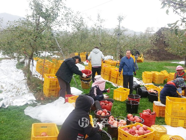 지난 20일 홍성읍사무소와 군청 도시건축과 직원들이 일손 부족으로 적기수확의 어려움을 겪고 있던 월산리 과수농가를 방문해 사과 수확 작업을 지원했다.