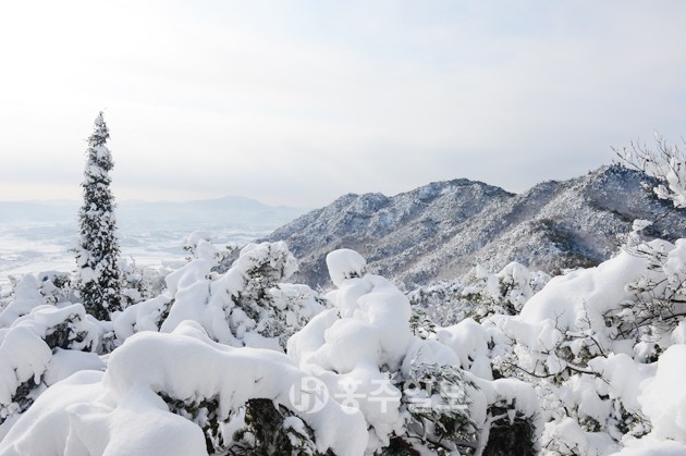 홍성의 최저기온이 영하 9도까지 떨어진 지난 20일, 소복이 내린 눈이 용봉산을 뒤덮었다. 푸른 빛을 잃어버린 나뭇가지가 새하얀 눈꽃으로 한껏 멋을 내고 있다.