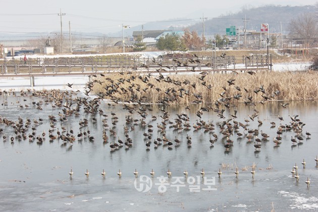 홍성문화원 앞 역재방죽을 찾은 오리 떼가 얼음 위를 걷거나 물속을 헤엄치며 한가롭게 겨울을 보내고 있다. 무리를 지어 비상(飛上)하는 오리 떼의 모습이 장관이다.