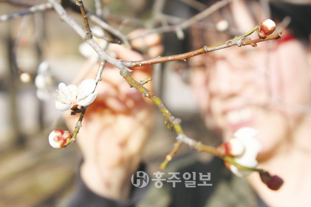 지난 16일 낮 최고기온이 15도까지 오른 가운데 결성면 소재 만해 생가에도 봄이 성큼 다가왔다. 사진은 따뜻한 봄을 맞으며 꽃망울을 터뜨린 매화를 방문객이 반가운 듯 살펴보는 모습.