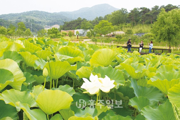 본격적인 무더위가 시작되면서 고암 이응노생가기념관 앞 연지에 연꽃 봉우리가 망울을 터트리기 시작했다. 사진은 7~8월 본격 개화시기에 앞서 홀로 개화해 자태를 뽐내고 있는 연꽃과 그 모습을 보기 위해 찾아온 관람객과 사진가들이 연지를 찾아 담소를 나누고 있다.