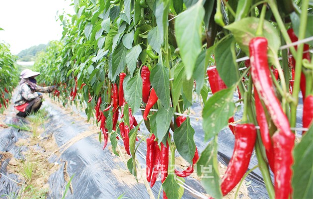 연일 계속되는 불볕 더위 속에서 은하면 한 농가의 고추밭에는 고추들이 유난히 붉은 빛을 내뿜으며 물들어 가고 있다. 올해 고추농사는 풍년이라 말하며 자식 돌보듯 정성껏 보살피는 농부의 손길이 분주하다.