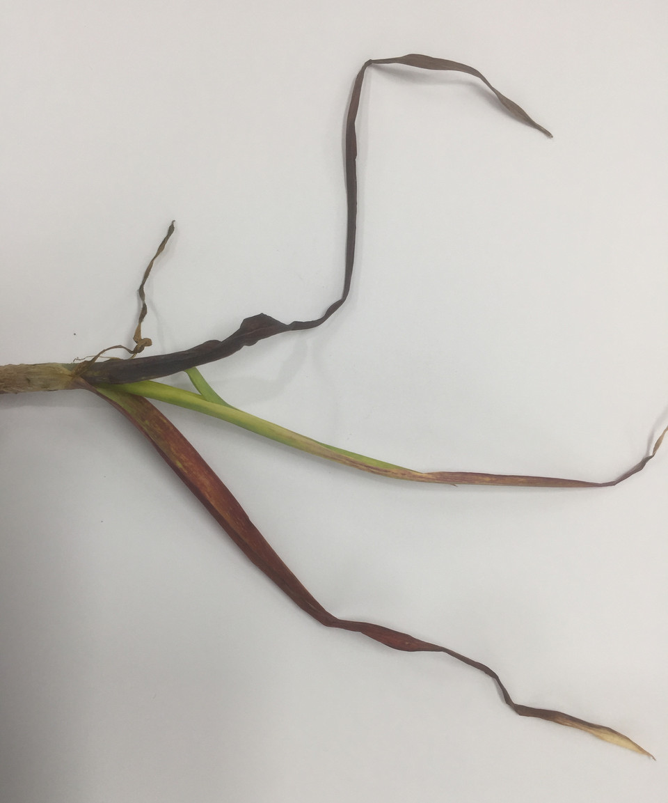 무름병은 초기엔 아랫잎이 자줏빛을 띄다가 시간이 지나면서 지재 부위의 잎자루가 물러지는 마늘에 걸리는 병이다.