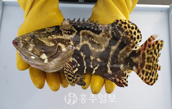 충남도 수산자원연구소가 양식산업화의 가능성을 본 ‘대왕범바리’