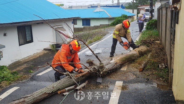 작년 태풍으로 인해 넘어진 나무를 치우는 작업을 하고 있는 예산소방서 직원들.