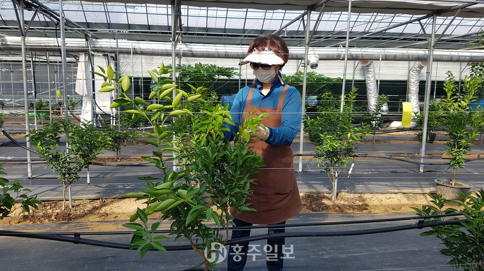 원예치료를 통한 치유농업을 실천하고자 노력중인 신례원 아열대과수 농가 이재인 씨가 묘목 수형을 관리하고 있다.