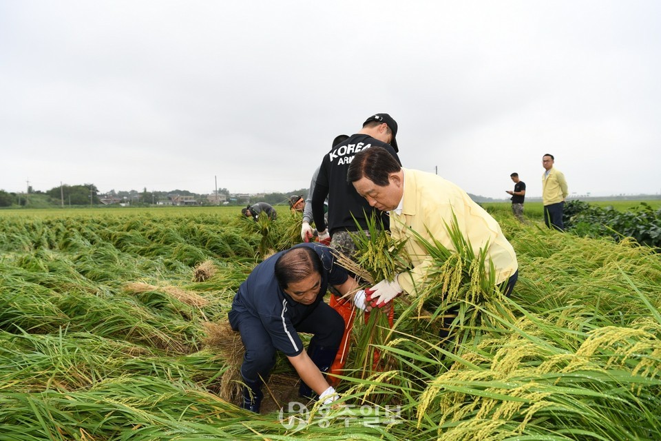 벼 도복 피해농가의 일손을 돕고 있는 황선봉 군수.
