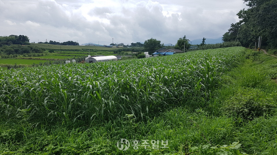 농가에서 수단그라스를 재배해 토양관리를 하고 있다.