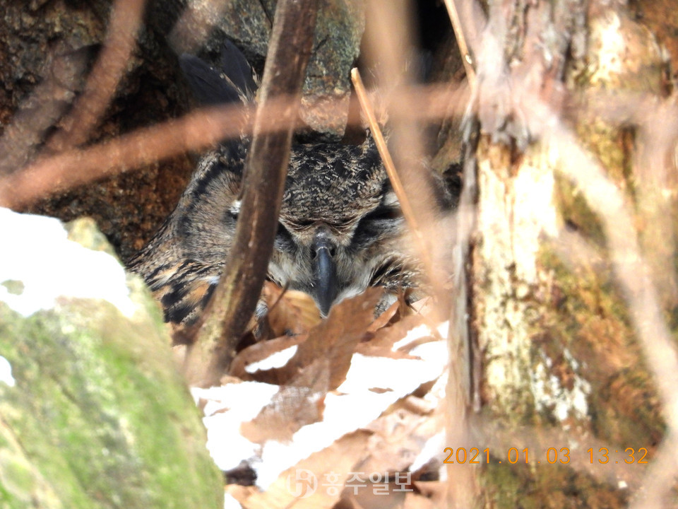 홍양 저수지에서 발견된 천연기념물 제324호 수리부엉이. 수리부엉이는 야행성이라 낮에는 바위 틈바구니 같은 아늑한 곳에서 휴식을 취한다.(사진제공=홍성군지속가능발전협의회)