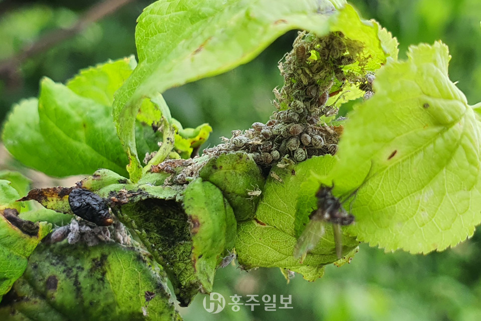 매실 진딧물 피해 사진.
