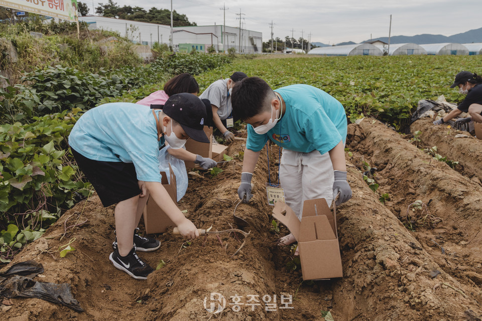 호미를 이용해 작물 수확 체험을 하고 있는 아이들.