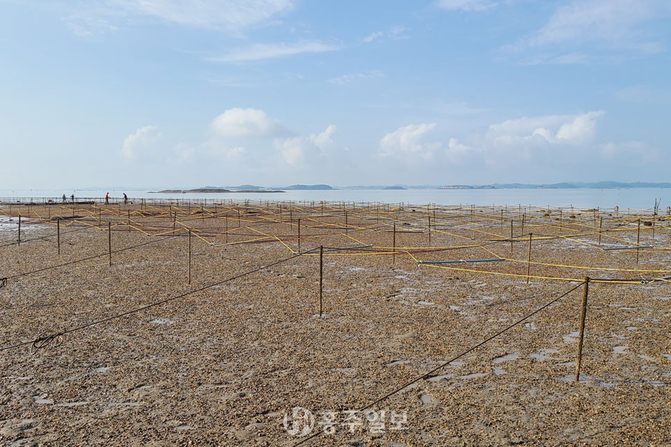 100책 규모로 추진하고 있는 김 채묘시설 설치 작업현장.