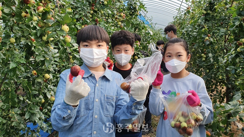 지난 13일 신당초등학교 4~6학년 학생들은 지역 농장에서 사과대추를 수확하는 체험 을 했다.