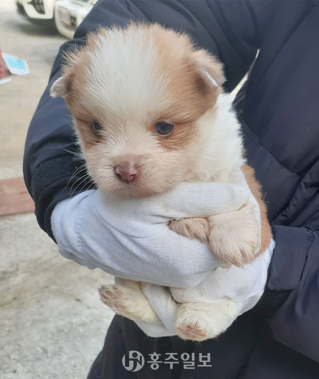 홍성군동물보호센터에서 보호하고 있는 강아지의 모습.