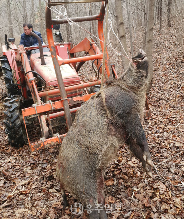 지난달 28일 장곡면 옥계리에서 포획된 야생멧돼지.