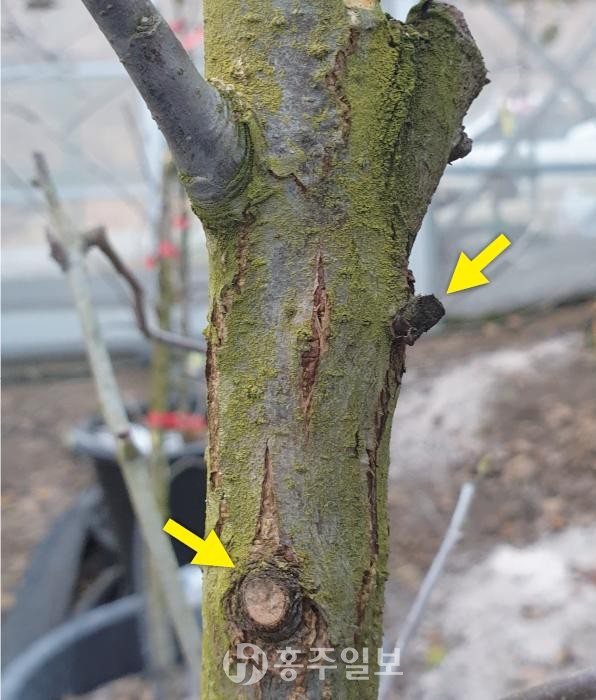 휴면기(11월~2월) 가지를 잘라낸 부근에 형성된 수피가 갈라지는 형태의 궤양.