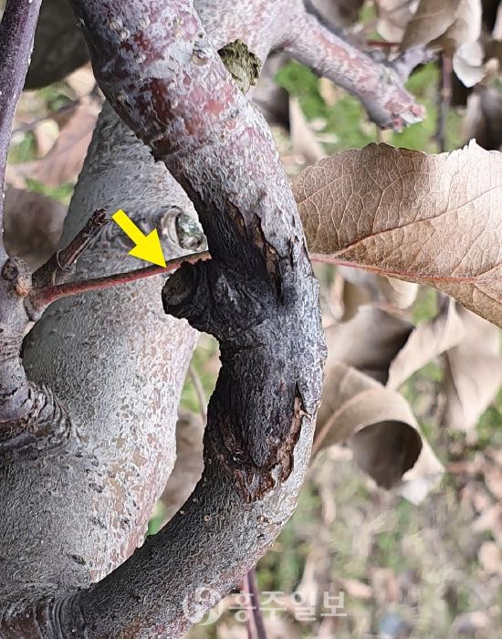 휴면기(11월~2월) 가지를 잘라낸 부근 에 궤양이 형성돼 검게 변하고 마름.