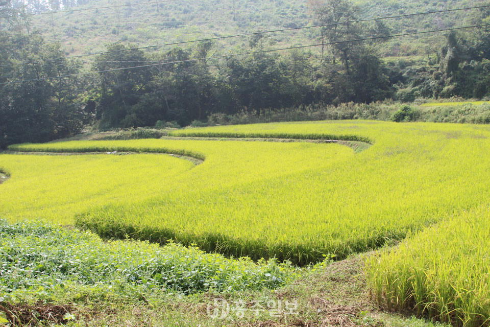 해발 140~260m 높이의 산지에 둘러싸인 구항면 마온리  온요마을의 다랑이논.
