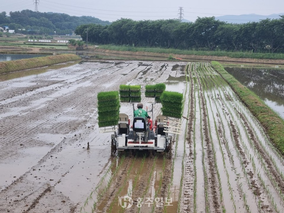 포트묘 이앙사진.