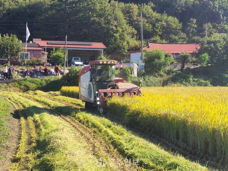 콤바인이 벼를 수확하고 있다.