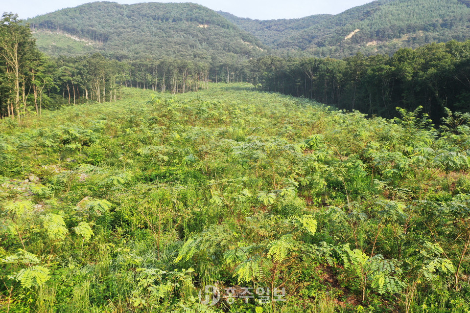 밀원숲 조성지 전경.