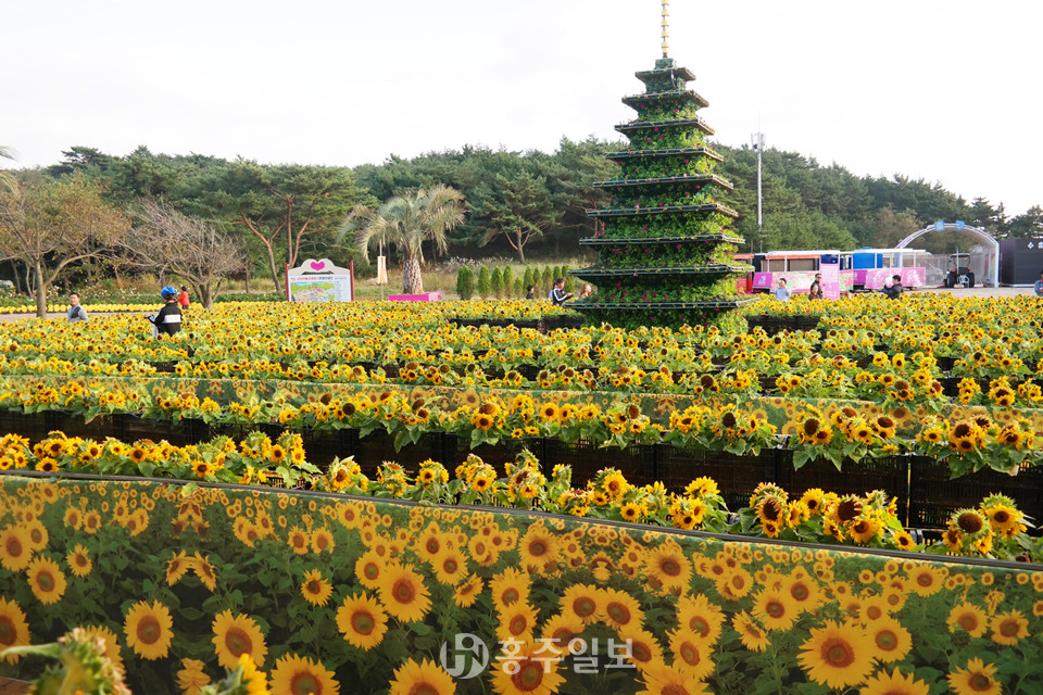 태안 가을꽃박람회.