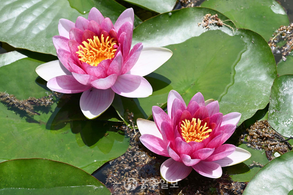 홍성군 12경 중 하나인 홍주읍성에 있는 여하정에 수련이 21일 만개했다.