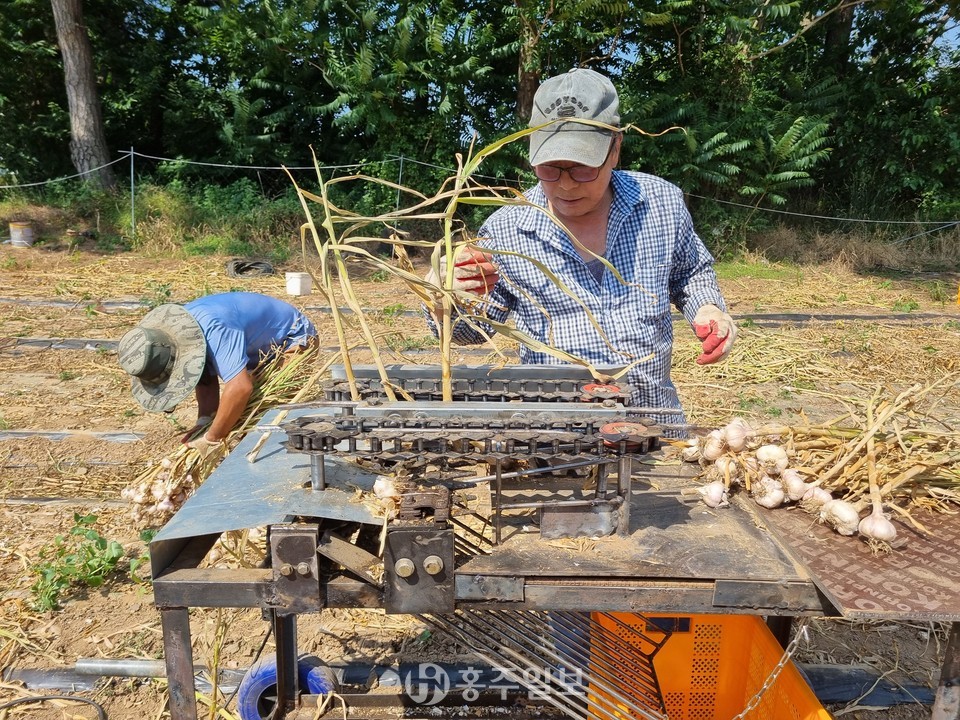 홍성군 마늘 수확 기계화 연시회 개최