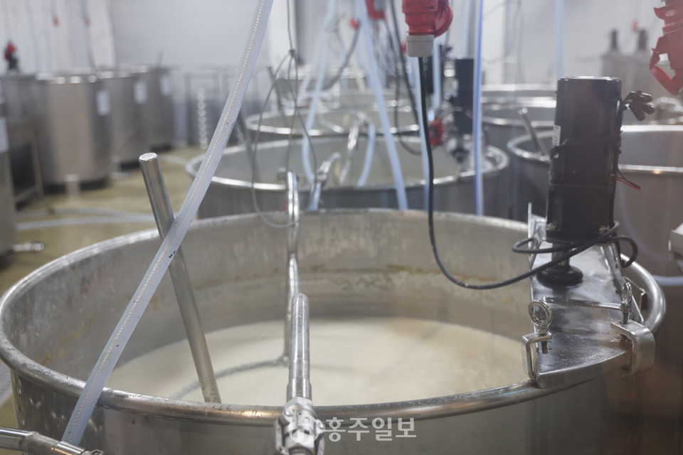백련막걸리 발효 과정.