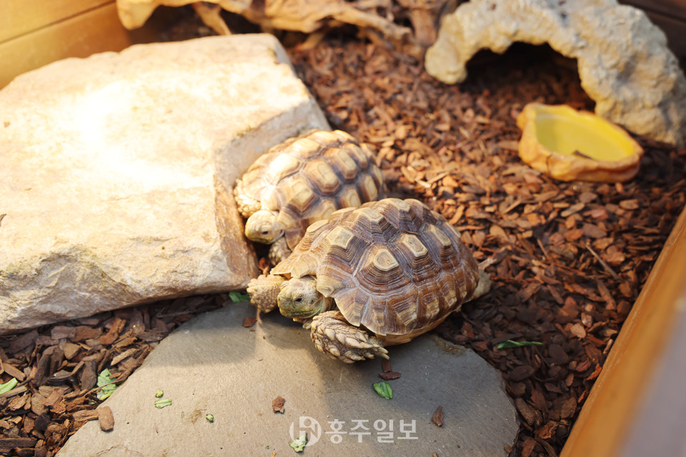 설가타 육지거북.