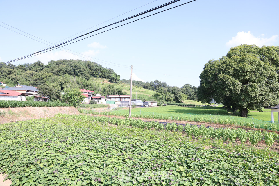 청양 목면 건지동.