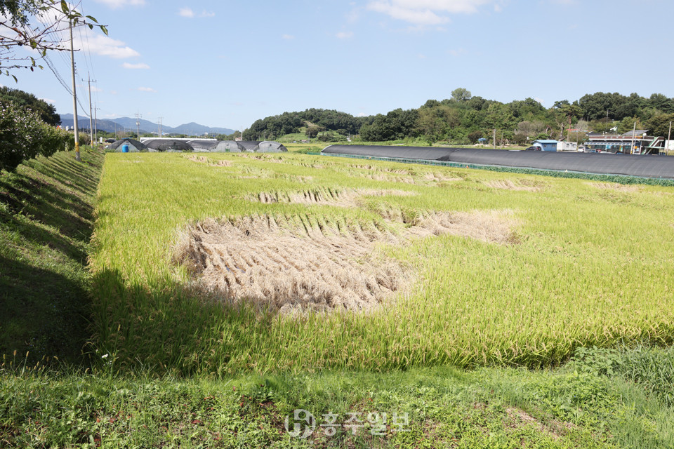 홍북읍 대인리 소재의 한 논이 벼멸구 피해를 입었다.
