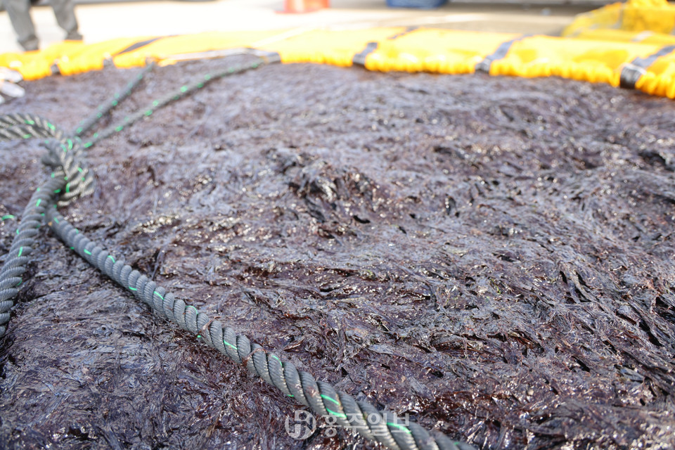 지난달 25일 첫 수확한 홍성광천김.