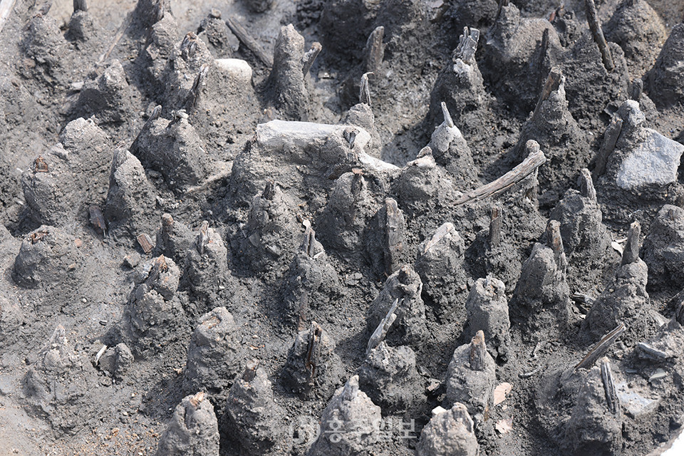 이번에 출토된 함정은 말뚝이 촘촘히 박혀 있고 끝이 갈라진 형태로, 읍성의 방어체계 연구에 중요한 자료로 평가받고 있다.