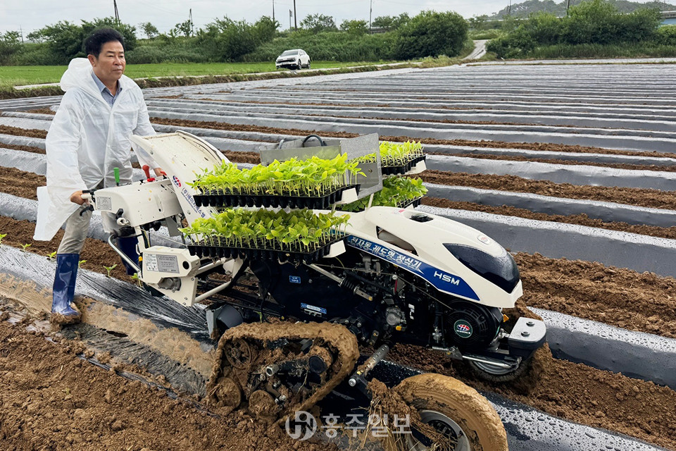 이보형 광천농협 조합장이 참깨 모종 이식을 하고 있다.